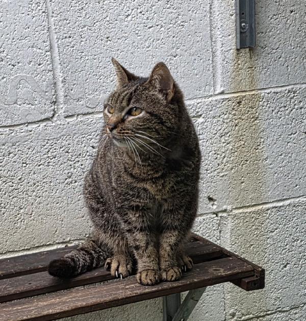 CLEO DOLCE GATTINA Foto 4